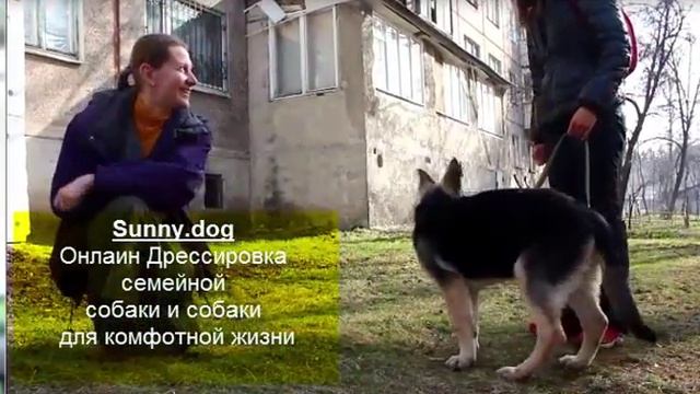 Отучаем щенка идти к другим людям смотреть онлайн