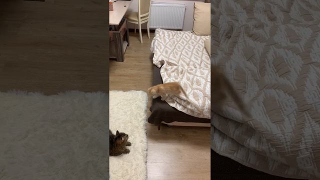 Когда очень хочется поиграть со старшей сестрой смотреть онлайн