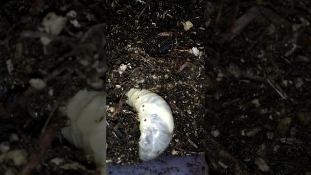 Личинка жука носорога закапывается под землю. смотреть онлайн