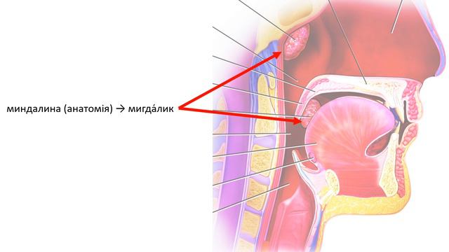 Як сказати «веснушки, обосновать, усадьба, перевоплощение, необитаемый» українською? 💛💙 смотреть онлайн
