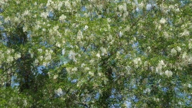 Birdcherry - цветущая черемуха. смотреть онлайн