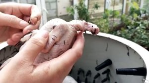 Забой перепелов// Перощипалка Плюка для перепелов нам в помощь!