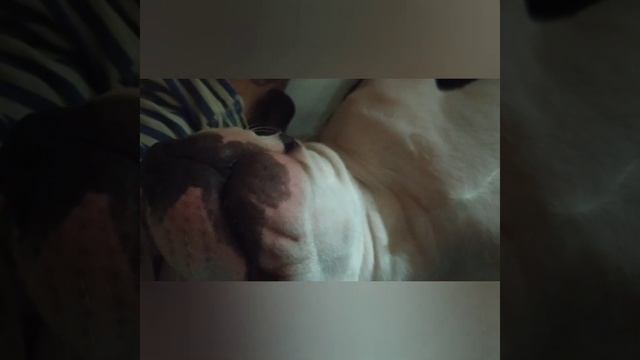 Shrek ? жизнь в красной зоне?? смотреть онлайн