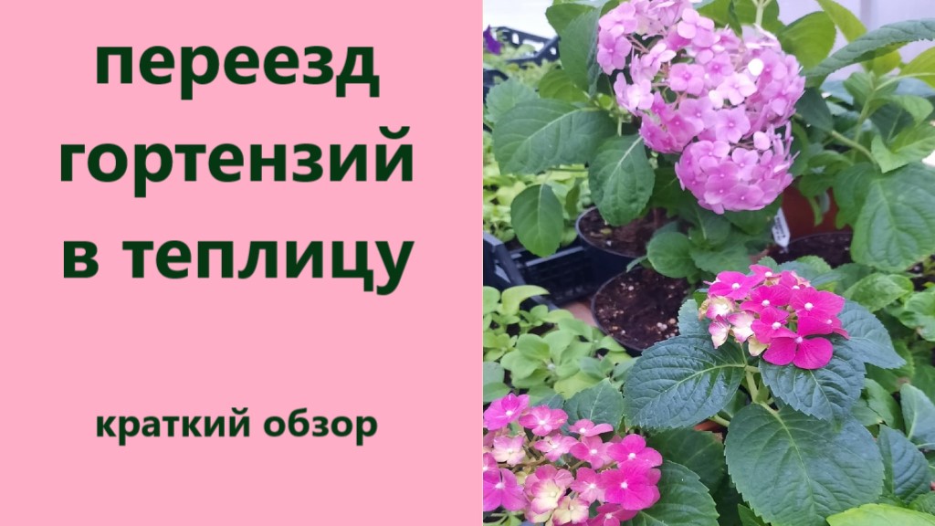 Состояние гортензий после переезда в теплицу. Обзор черенков в теплице и дома. смотреть онлайн