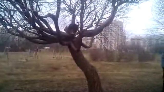 Вельштерьер Эдельвейс смотреть онлайн