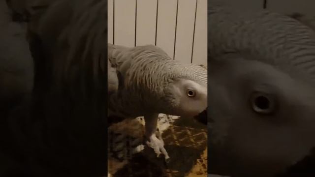 Попугай Гоша#хорошка. Когда очень понравилось здороваться )) смотреть онлайн