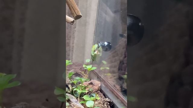 Кто угадает, что квакша делает смотреть онлайн