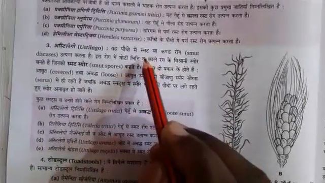 15 july class 11 hindi medium biology BASIDIOMYCETES:CLUB FUNGI by sharda prasad смотреть онлайн
