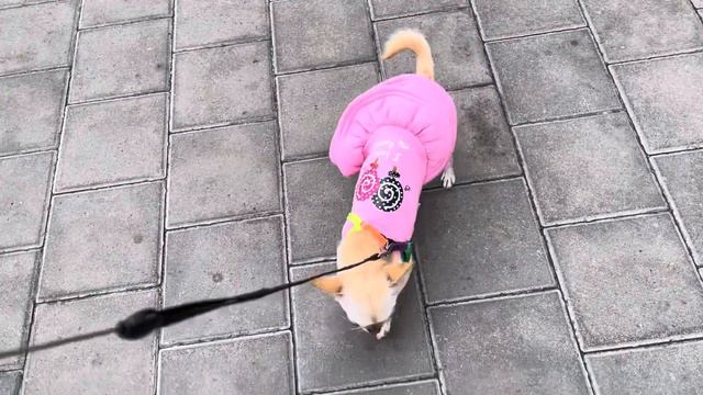 Гортензии 💐💐💐- это произведение искусства под открытым небом. Чихуахуа Мия на прогулке. смотреть онлайн