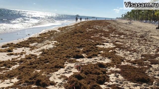 Когда лучше ехать отдыхать в Доминикану в 2023 году ??на море для пляжного отдыха: отзывы туристов смотреть онлайн