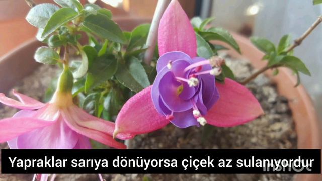 KÜPELİ (KÜPE ÇİÇEĞİ) FUCHSİA BAKIMI VE ÇOĞALTILMASI смотреть онлайн