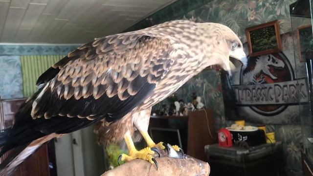 Выноска коршуна. Ест на перчатке рыбу смотреть онлайн