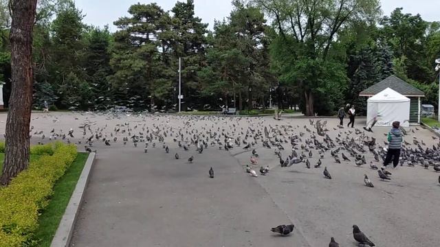 ГОЛУБЬ-ПТИЦА МИРА-2 смотреть онлайн