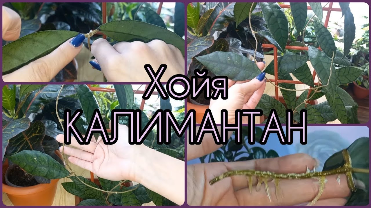 РАЗМНОЖЕНИЕ Хойи начинается с правильного черенка?Простой и эффективный способ?Укоренение усов