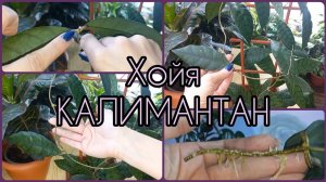 РАЗМНОЖЕНИЕ Хойи начинается с правильного черенка?Простой и эффективный способ?Укоренение усов