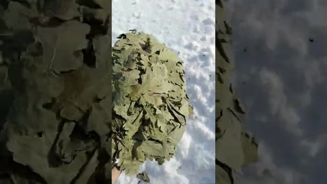 Обзор Богатырского Кавказского дуба смотреть онлайн