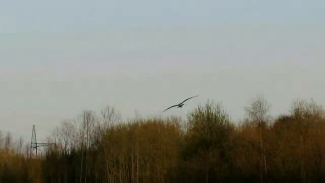 кроншнеп большой^^2016 смотреть онлайн