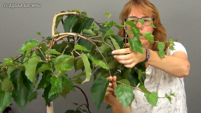 Бонсай из березы (ч.9). смотреть онлайн