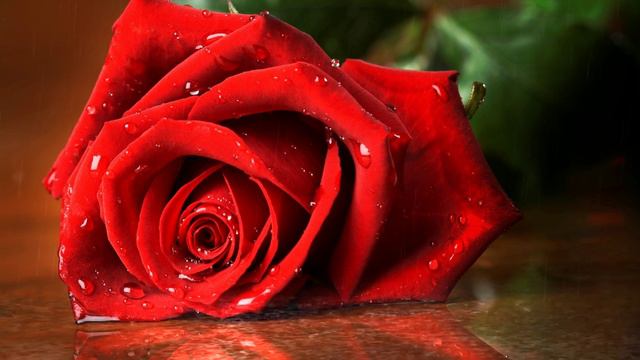 Футаж. Цветы над водой 15 смотреть онлайн