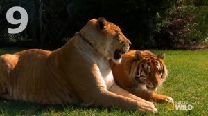 10 ОЧЕНЬ ИНТЕРЕСНЫХ ФАКТОВ О ЛЬВАХ