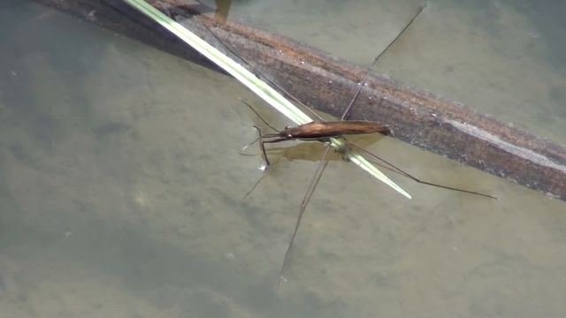 Water Strider (Gerridae: Gerris) Resting смотреть онлайн