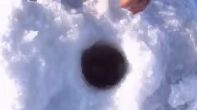 Ловля берша. Зимняя рыбалка. смотреть онлайн