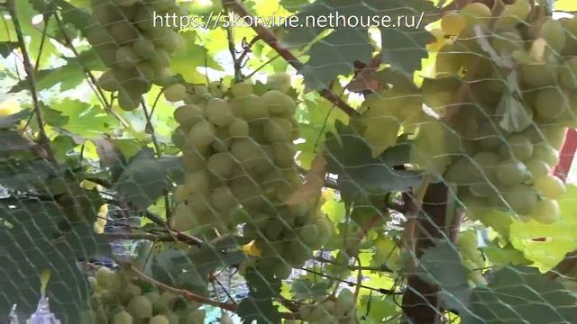 Сорта винограда Валек 2017 смотреть онлайн