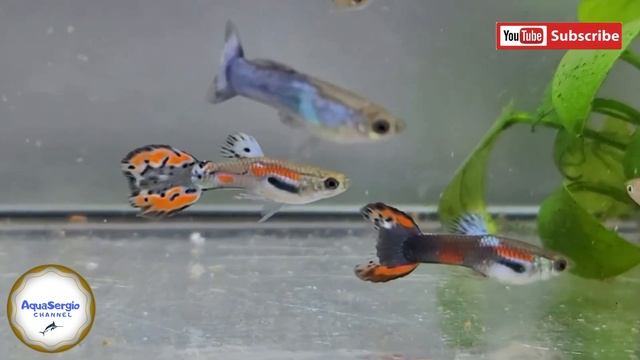 Как вам эти гибриды гуппи/How do you like these guppy hybrids ?! смотреть онлайн