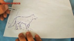Как нарисовать волк??