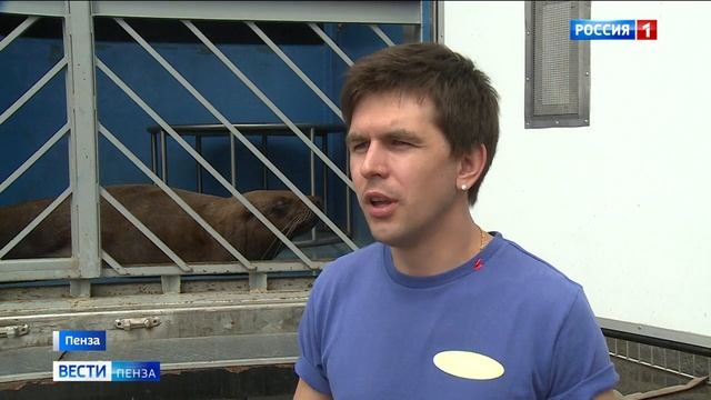 В Пензе морская львица из цирка Никулиных обзавелась потомством смотреть онлайн