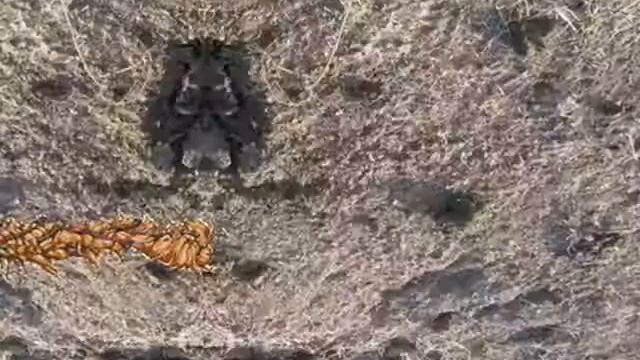 Неизвестные существа ползут по земле смотреть онлайн
