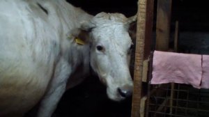 Запуск коровы.  Почему важно вовремя запустить корову.  Как подготовить к отелу и лактации.