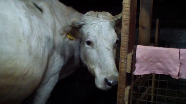 Запуск коровы.  Почему важно вовремя запустить корову.  Как подготовить к отелу и лактации.