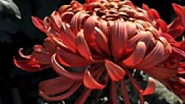 FAUSTO PAPETTI PETITE FLEUR смотреть онлайн