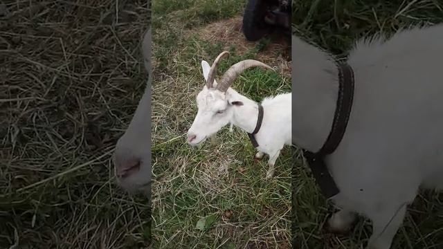 Выгодно ли держать козу. смотреть онлайн