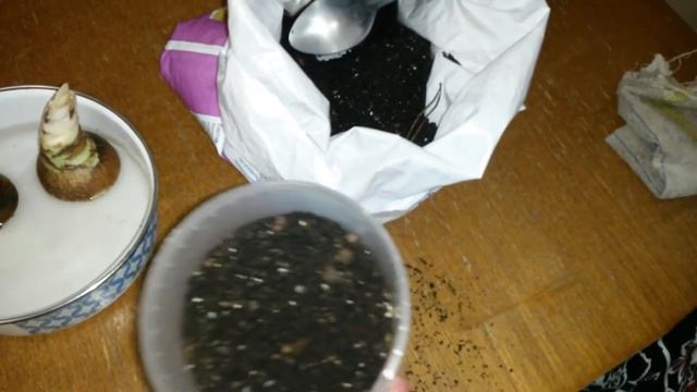 Гиппеаструм часть 2. Пробуждение. смотреть онлайн