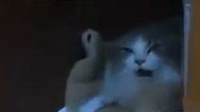 Самые зловредные кошки и коты