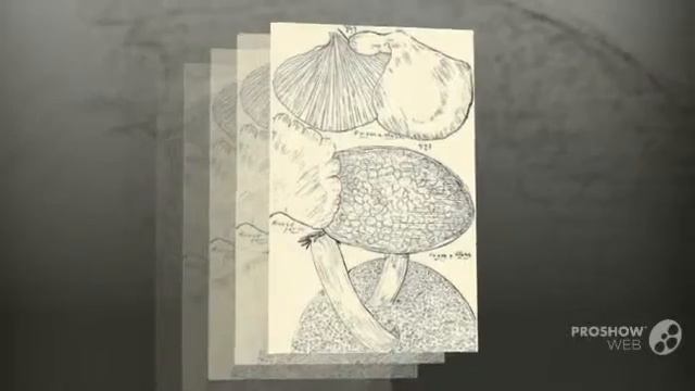 Polyporus alveolarius - fungi kingdom смотреть онлайн