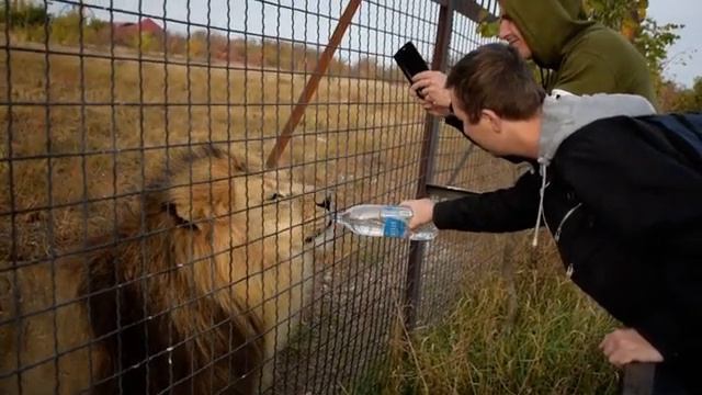 ПАРК ЛЬВОВ ТАЙГАН. ЛЕВ МАРСЕЛЬ ПЬЁТ ВОДУ ИЗ БУТЫЛКИ смотреть онлайн