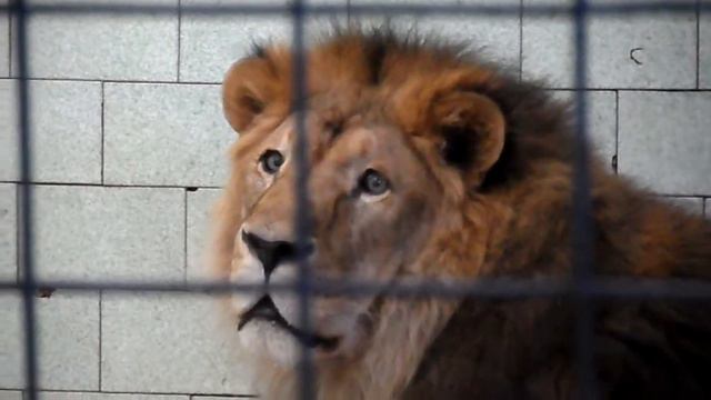 Челябинский зоопарк. День кошек. Ричард демонстрирует вокал! Lion Richard singing смотреть онлайн