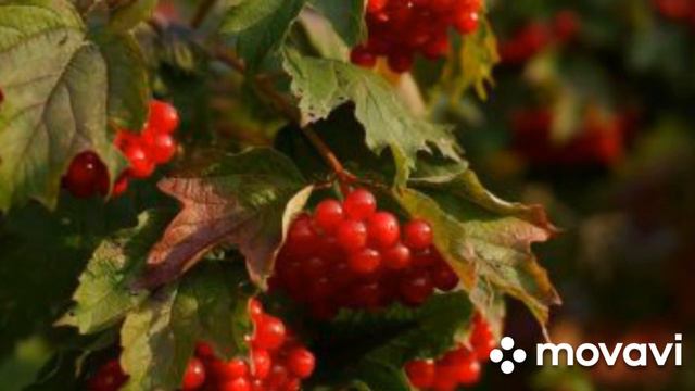 Червона калина( містить музику від:#андрійхливнюк) смотреть онлайн