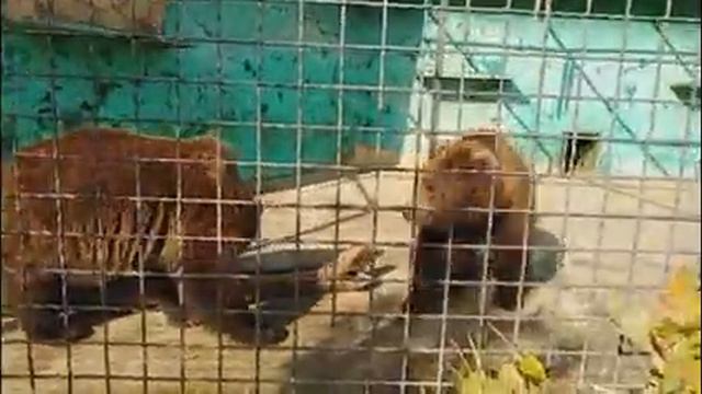 Парк Тайган, 2018 смотреть онлайн
