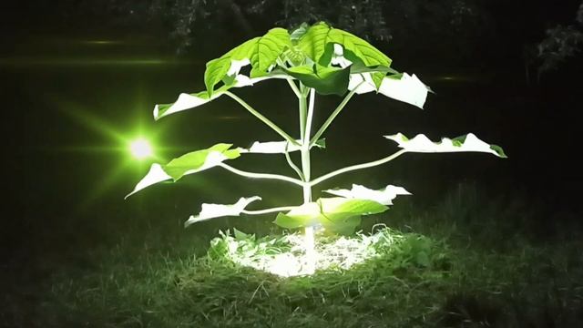 Сказочное Адамово дерево ночью. Послание . смотреть онлайн