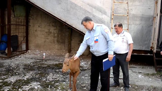 Полицейские Нижневартовска приютили лосёнка смотреть онлайн