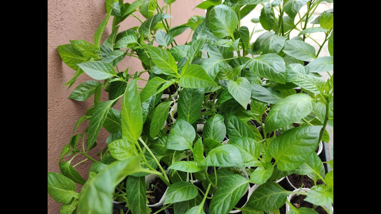 Рациональный способ посадки перцев: два в одну лунку смотреть онлайн