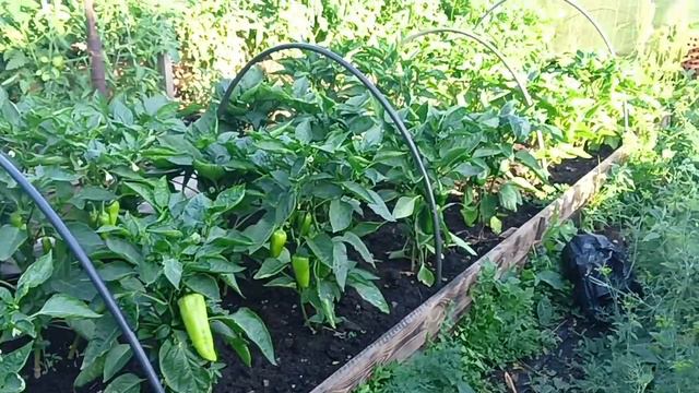 разговор о стойках под помидоры смотреть онлайн