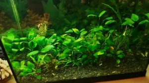 Мой аквариум - травник. Как и чем я победил водоросли: бурые, бороду и ксенококус.