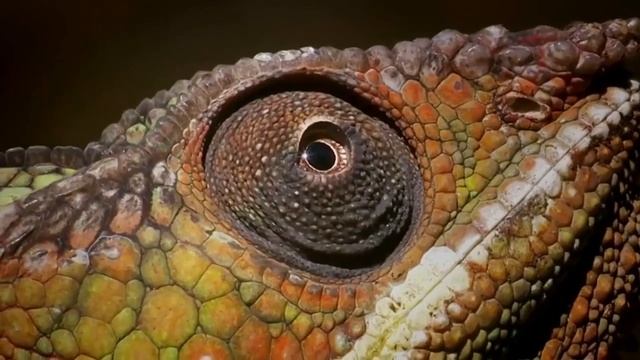 5 interesting facts about animals смотреть онлайн