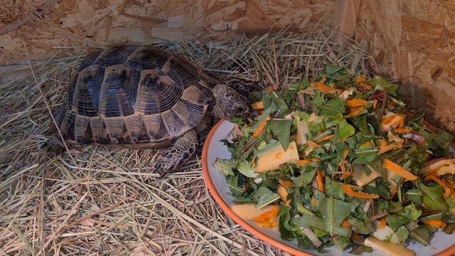 Черепаха трапезничает смотреть онлайн