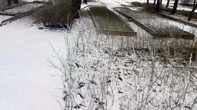 Когда лучше заказывать саженцы